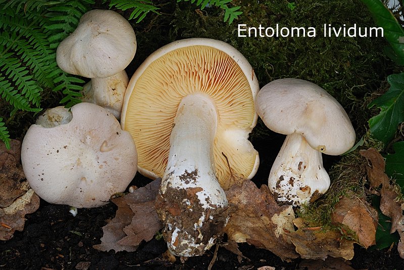 Entoloma sinuatum-amf777.jpg - Entoloma sinuatum ; Syn1: Entoloma lividum ; Syn2: Rhodophyllus lividus ; Non français: Entolome livide
